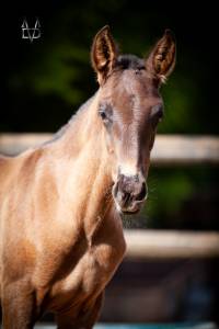 Poulain pure race espagnole noir