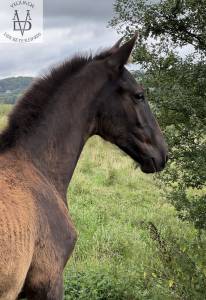 Puledro pre andaluso in vendita 2025 nero ,  monje ii