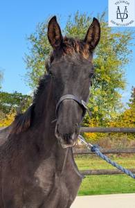 Colt pre pure spanish bred for sale 2025 black