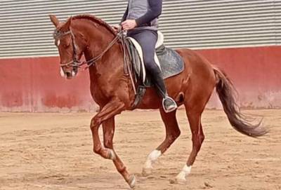 Luso-arabe