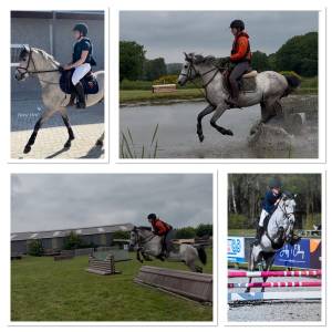 Ruin belgische pony te koop 2021 schimmel