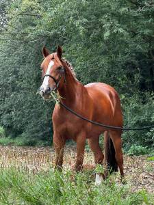 Pony da salto del 2016