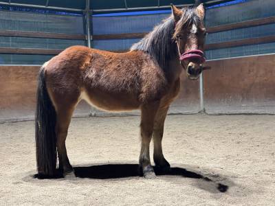 Pony femmina 3 anni