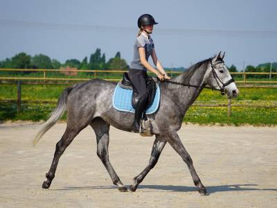 Pur sang de 4 ans 