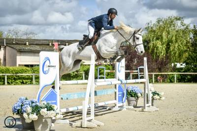 Jument de sport, cso, hunter, gros moyen