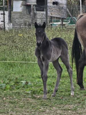 Pouliche pp quarter horse smocky black