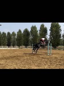 Cavalla hannover 