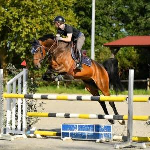 Coaching / travail du cheval