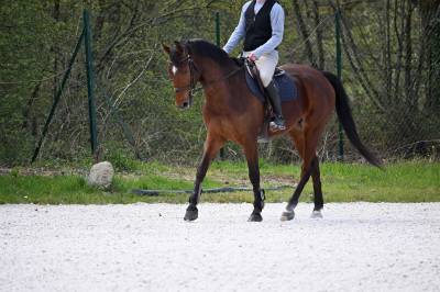 Castrone zangersheide in vendita 2022 baio ,  utamaro d'ecaussines (bel) sbs 2004