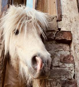 Krumble d'isabel : saillie poney shetland plein papier