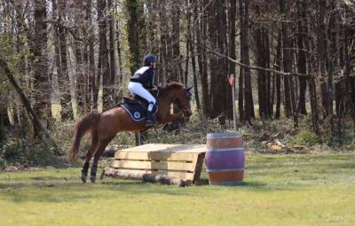 Poney d origine constatée
