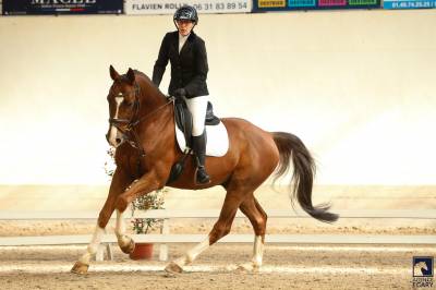 Hongre 13 ans loisir dressage