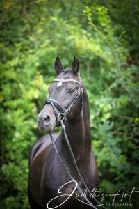 Under cover fast : le top de l'étalon poney de dressage : under cover fast