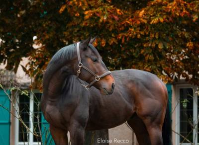 Gelding thoroughbred for sale 2020 bay