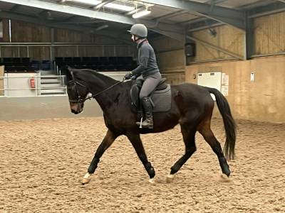 Adorable Horse Looking for a New Home