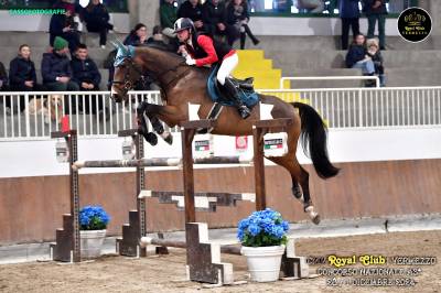 Cavallo per cat fino 1m25
