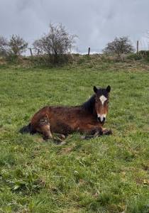 Poulain cheval de race auvergne pp
