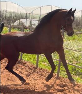 Cavallo arabo di 12 anni