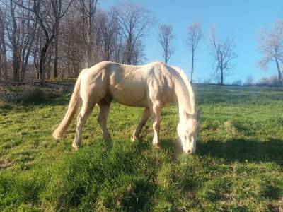 Quarter palomino 8 ans