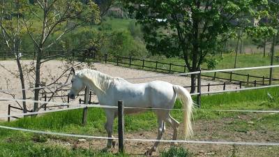 Cavallo arabo 