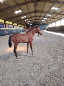 Veulen (ml) franse rijpony pfs te koop 2025 bruin / bai ,  najisco d haryns