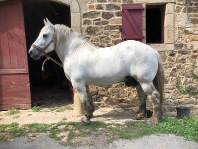 Intero percheron in vendita 2009 grigio ,  igor per