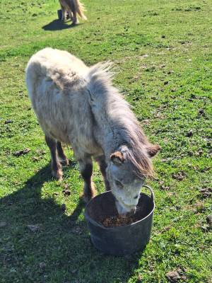 Poney Shetland onc ou pleins papiers 