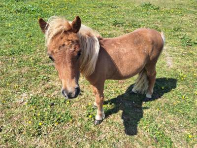 Poney Shetland onc ou pleins papiers 