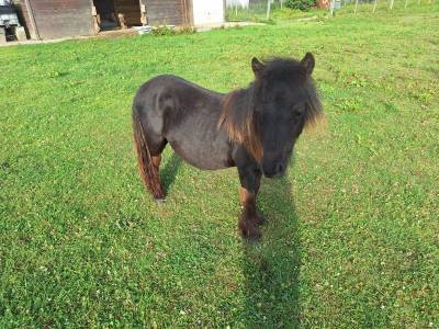 Poney shetland onc ou pleins papiers 