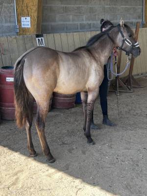 Magnifique pouliche quarter horse grullo 2024