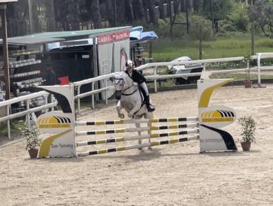 Pony francese