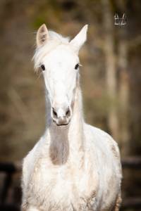 Colt pre pure spanish bred for sale 2025 palomino