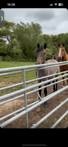 Poney par dexter leam pondi