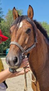 Olimpig, onc de 7 ans – type lusitanien 