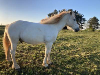 Cheval camargue 10 ans
