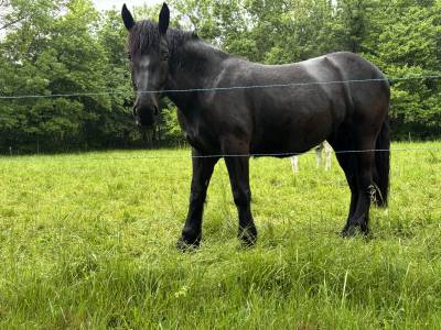 Jument percheron noire