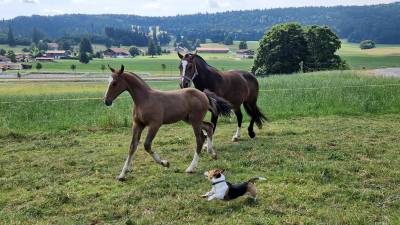 Filly Franche-Montagne For sale 2025 Bay