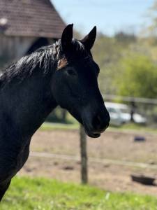 Jolie cheval