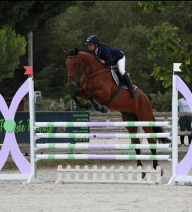 Top hongre de 8 ans