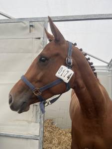 Jument sf 6 ans pour cso amateur 