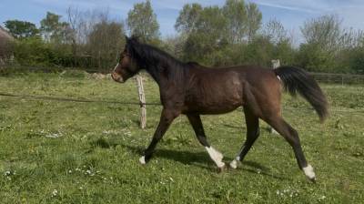 Beau poulain mâle zangersheide 1 an