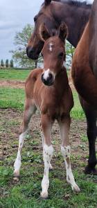 Poulain paint horse 