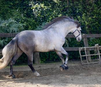 Caballo 4 años