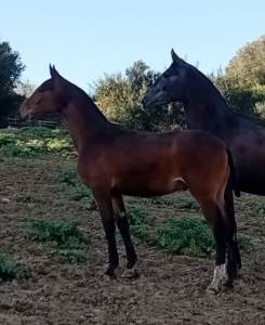 Potro 8 meses (pre x kwpn)