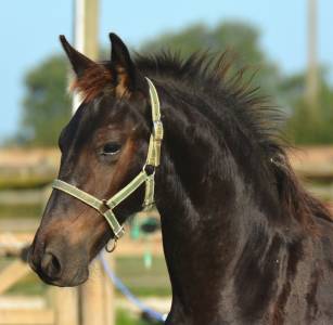Colt friesian for sale 2025 black