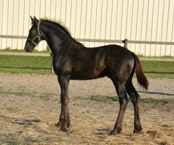 Puledro frisone in vendita 2025 nero ,  tymen 503