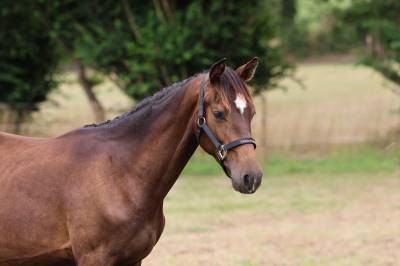 Potranca silla francés en venta 2024 bayo moreno por ermitage kalone
