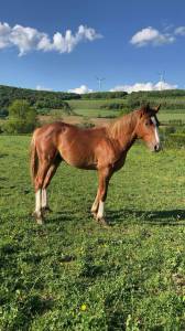Pfs poney français de selle