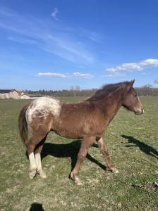 Poulain appaloosa