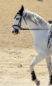 Lusitano 13 años 